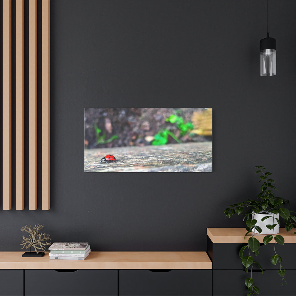 Ladybug on Weathered Wood Canvas Wall Art — Nature Macro Photography Print