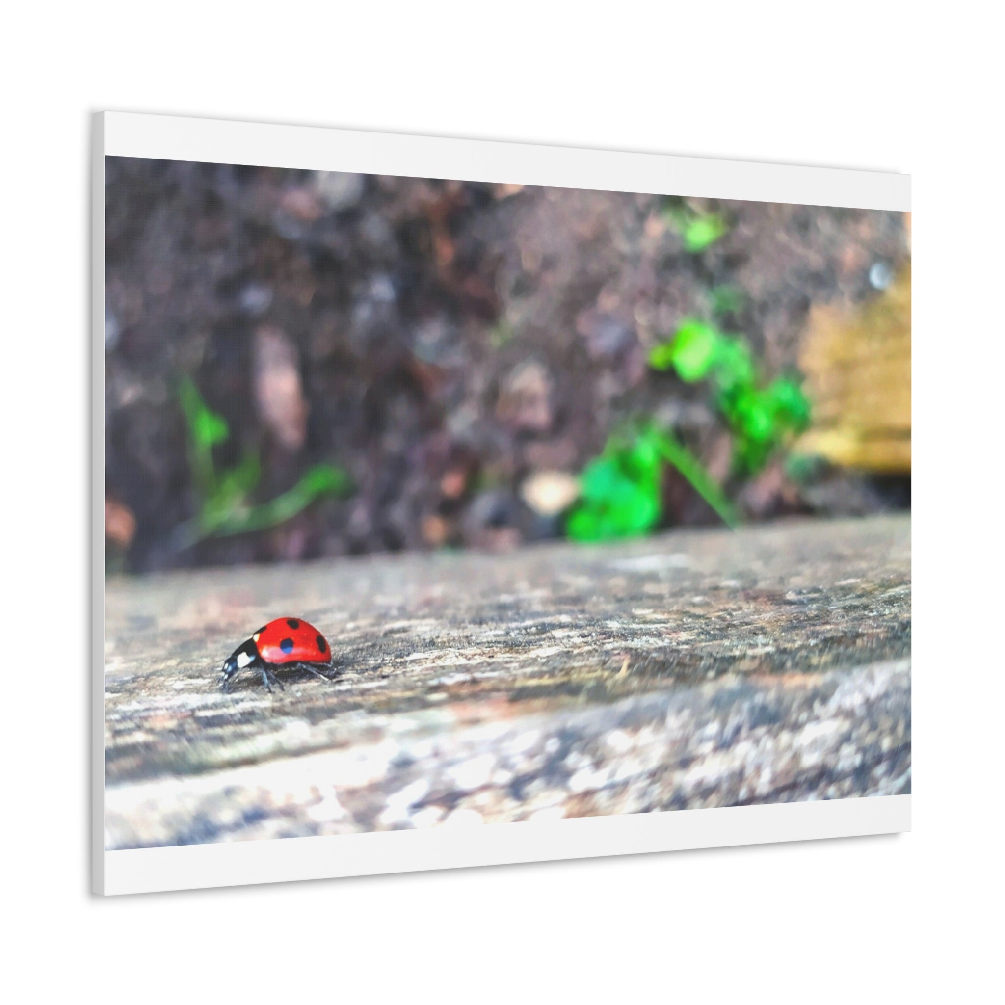 Ladybug on Weathered Wood Canvas Wall Art — Nature Macro Photography Print