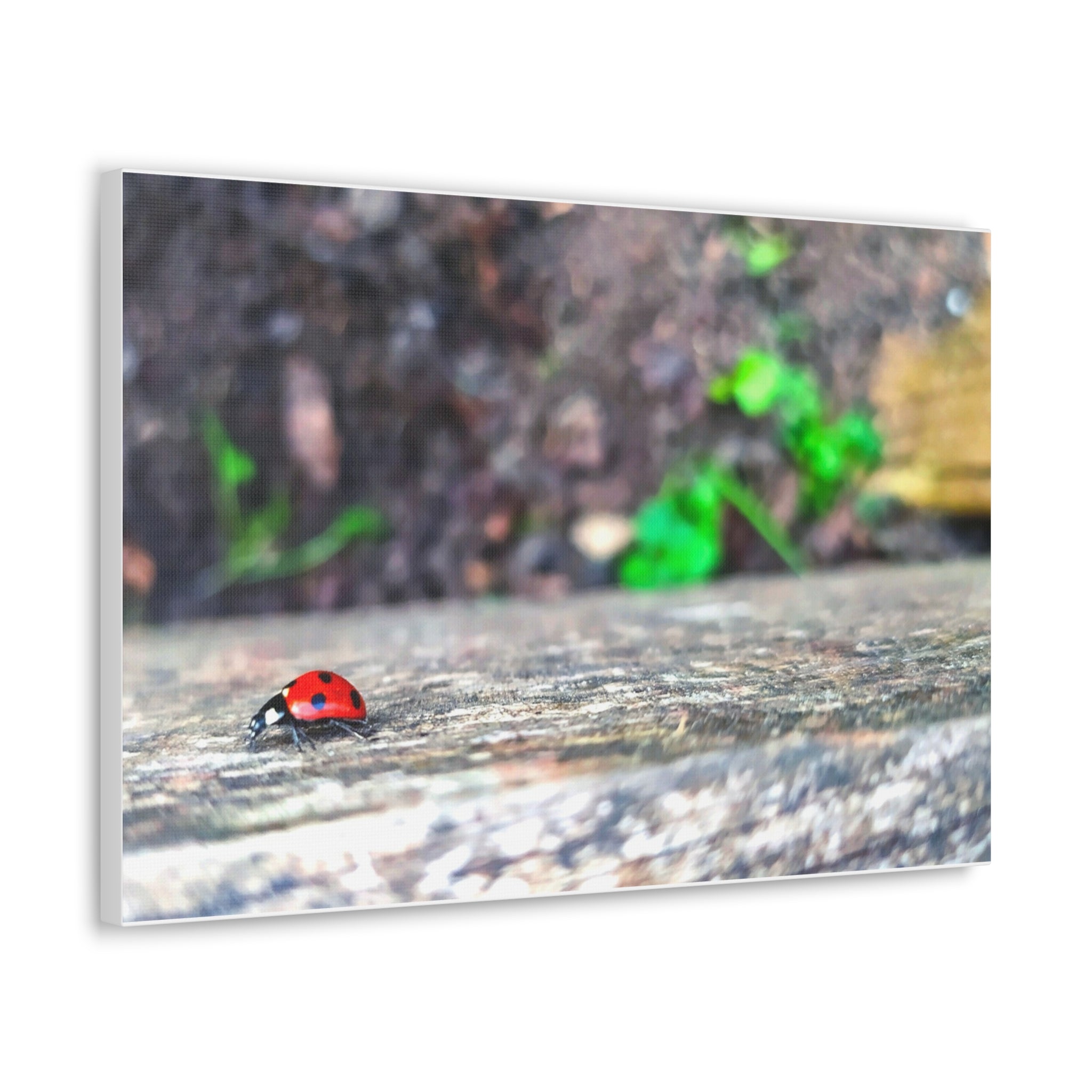 Ladybug on Weathered Wood Canvas Wall Art — Nature Macro Photography Print