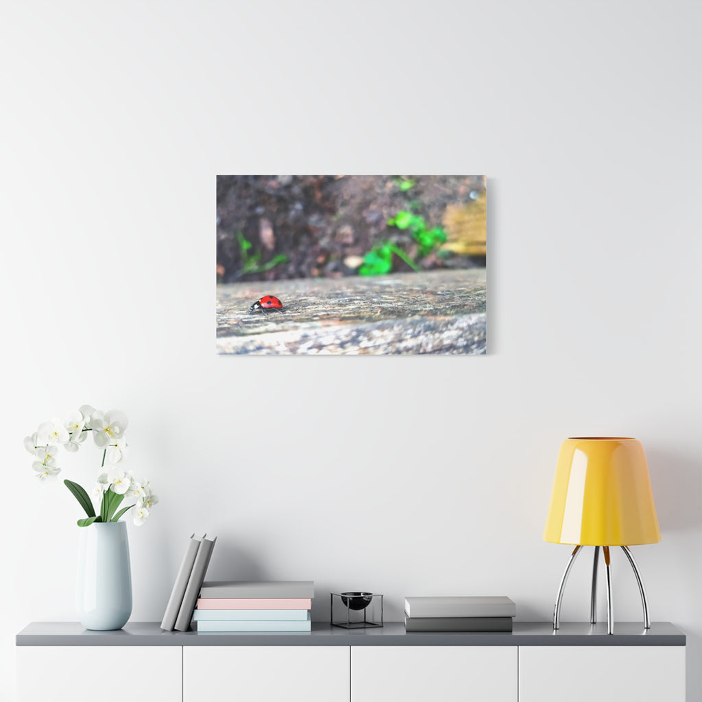 Ladybug on Weathered Wood Canvas Wall Art — Nature Macro Photography Print