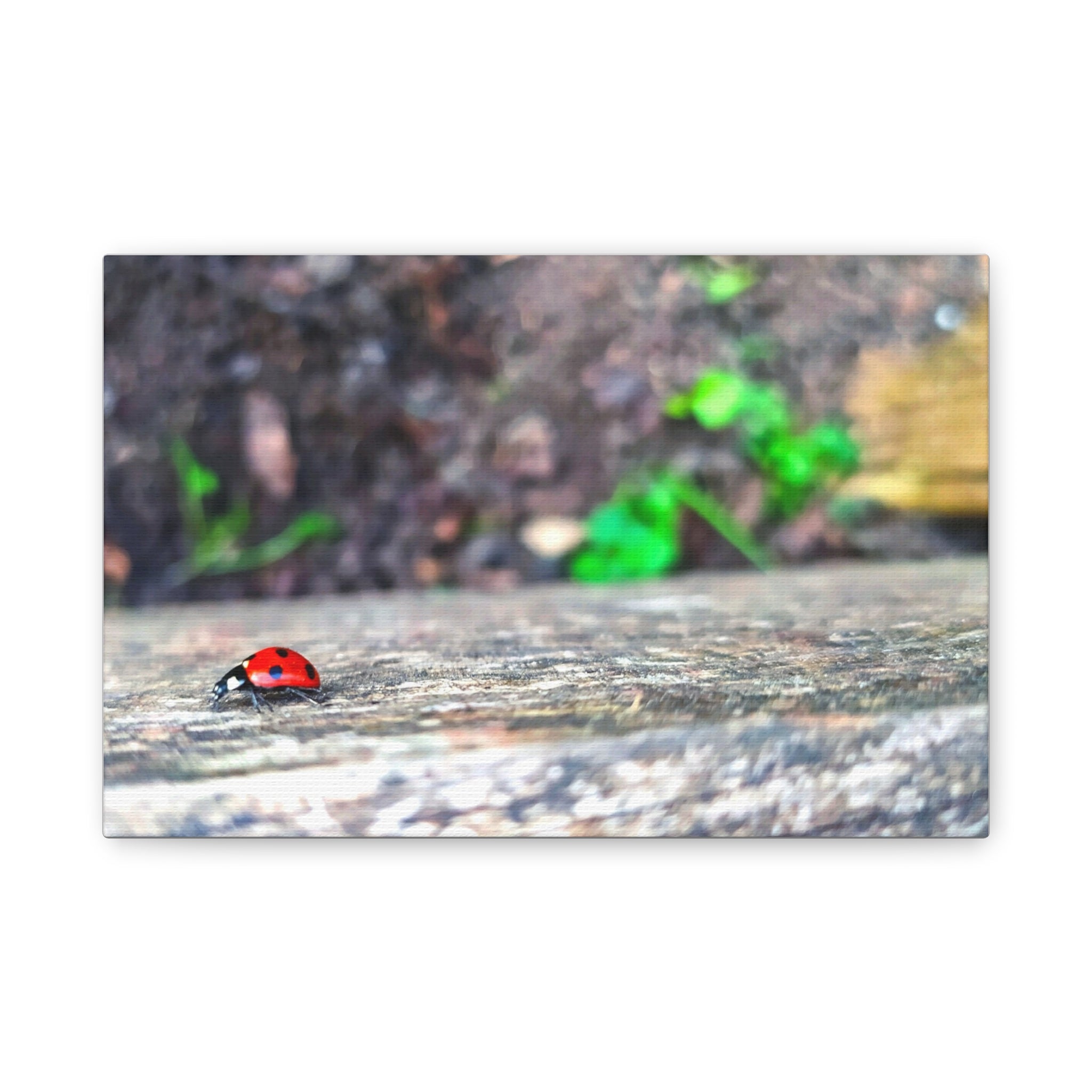 Ladybug on Weathered Wood Canvas Wall Art — Nature Macro Photography Print