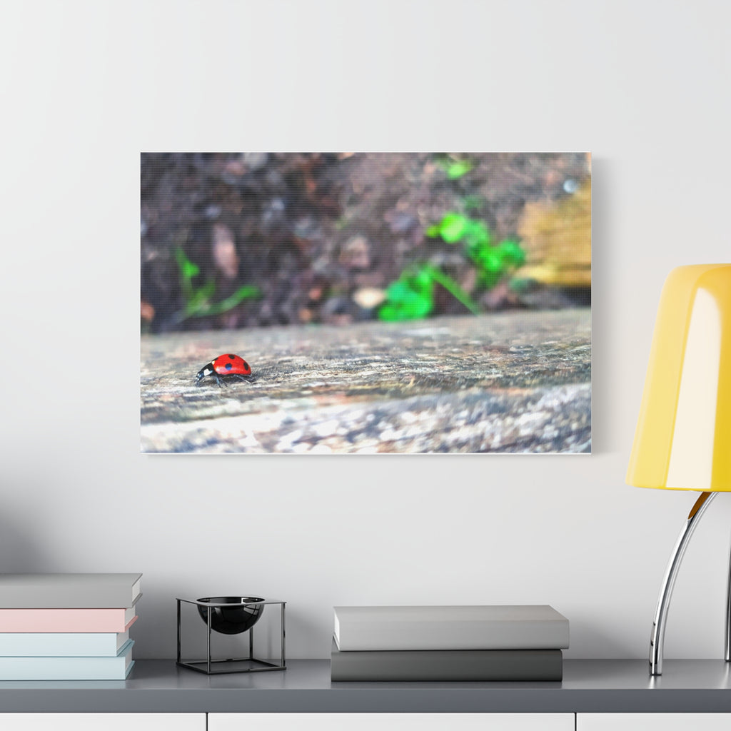 Ladybug on Weathered Wood Canvas Wall Art — Nature Macro Photography Print