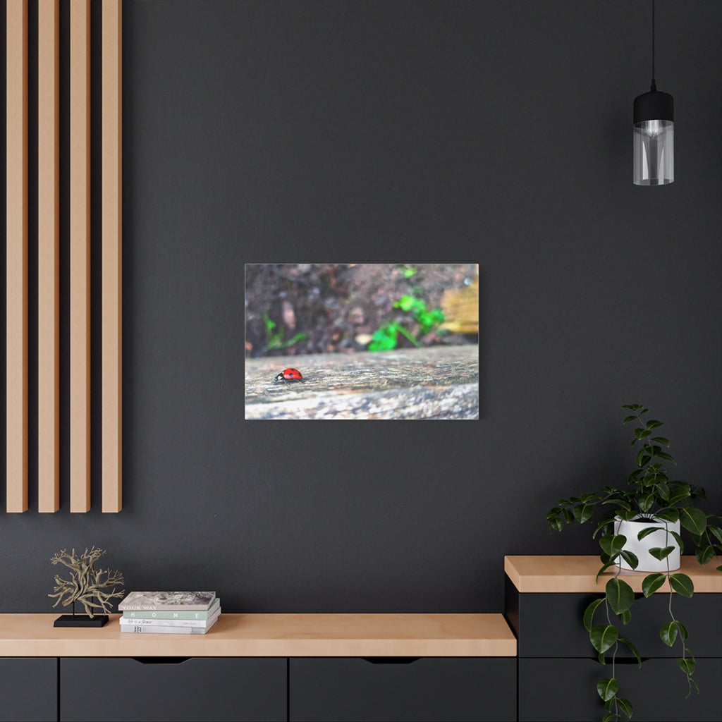 Ladybug on Weathered Wood Canvas Wall Art — Nature Macro Photography Print