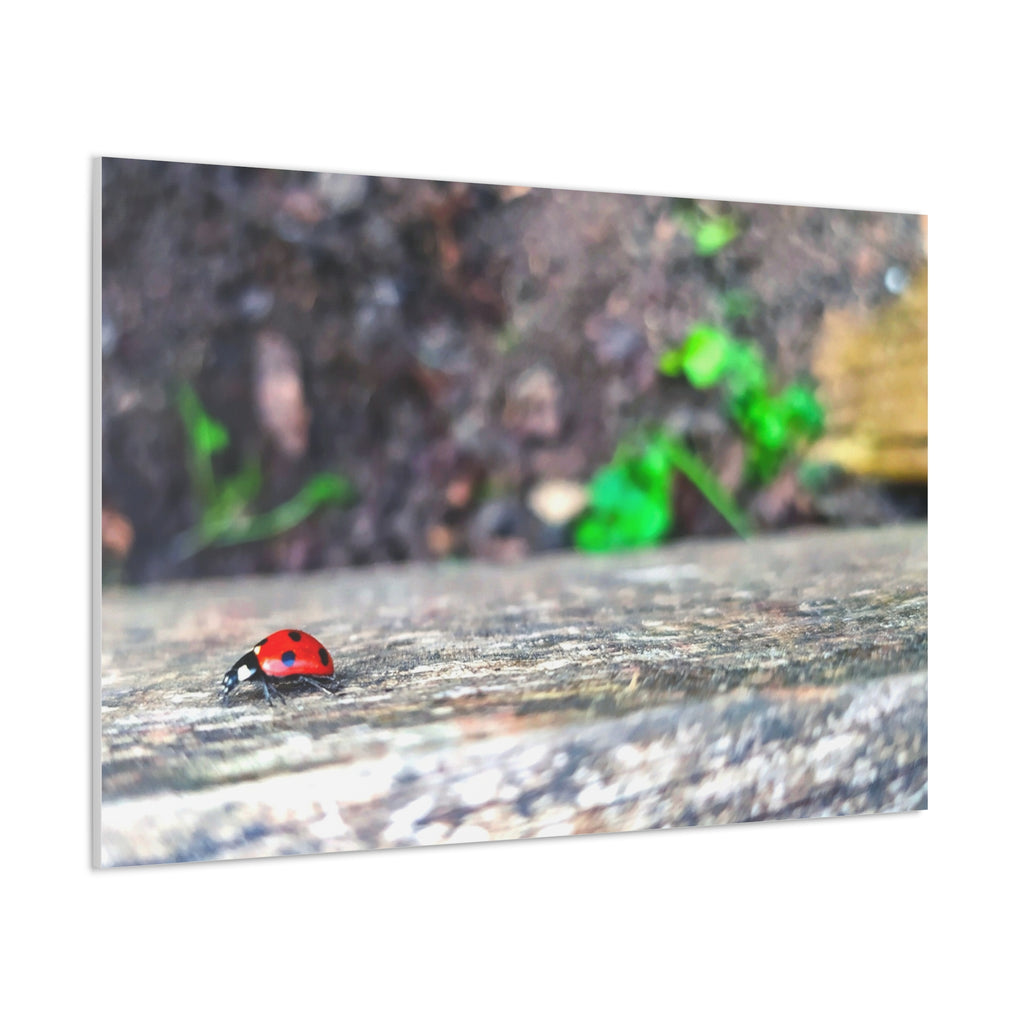 Ladybug on Weathered Wood Canvas Wall Art — Nature Macro Photography Print