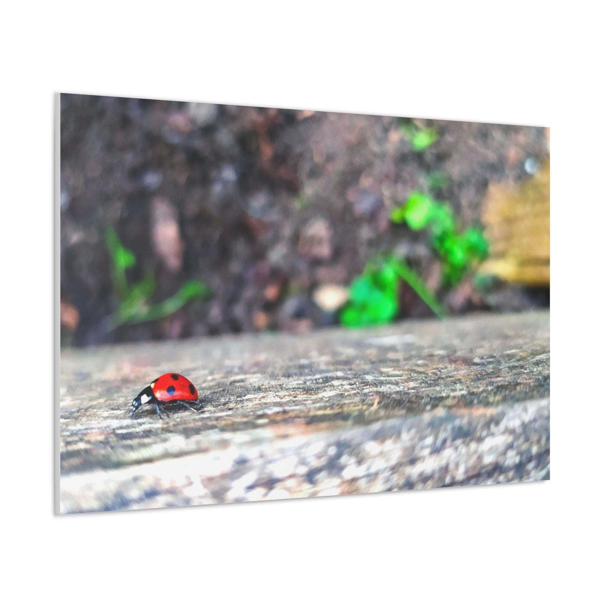 Ladybug on Weathered Wood Canvas Wall Art — Nature Macro Photography Print