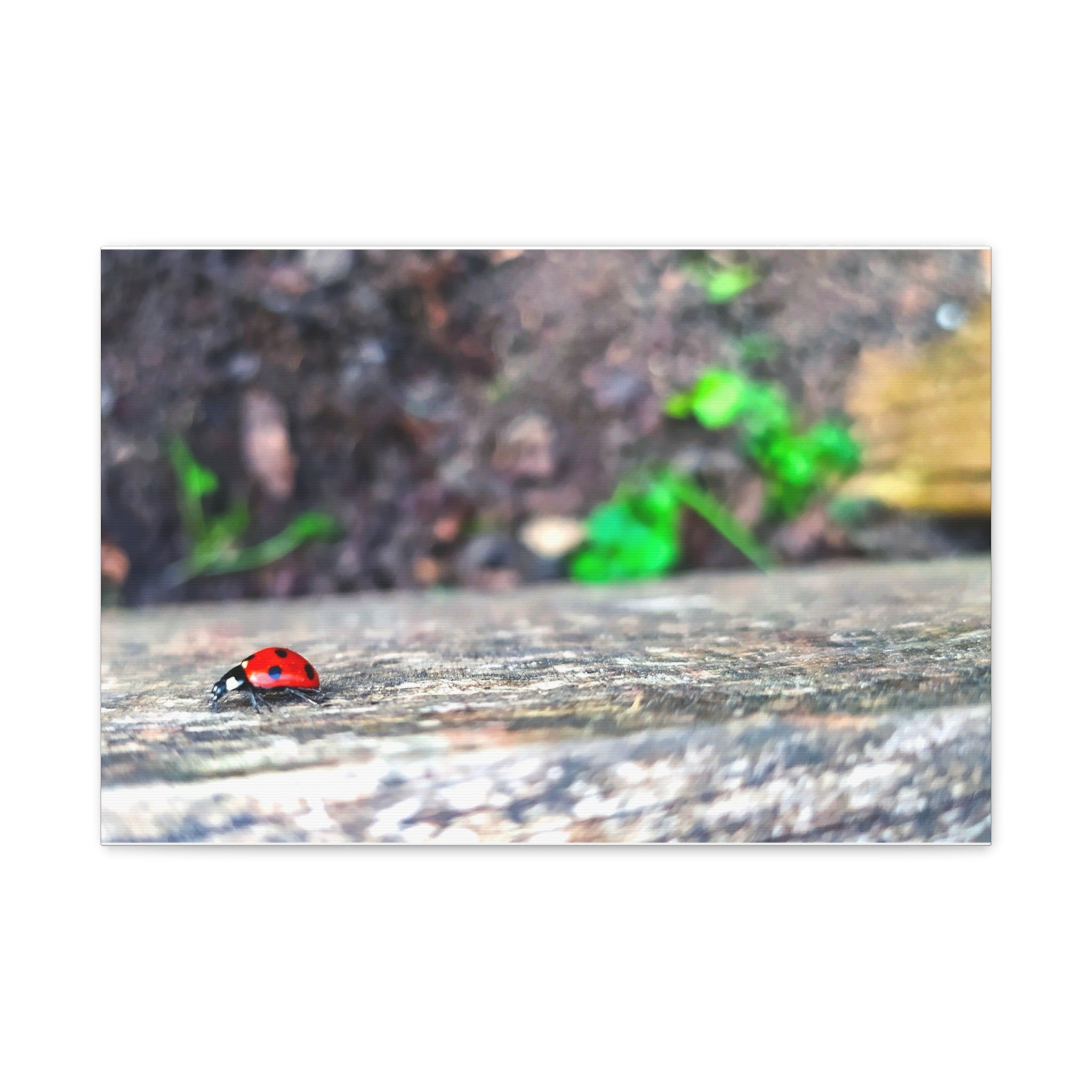 Ladybug on Weathered Wood Canvas Wall Art — Nature Macro Photography Print