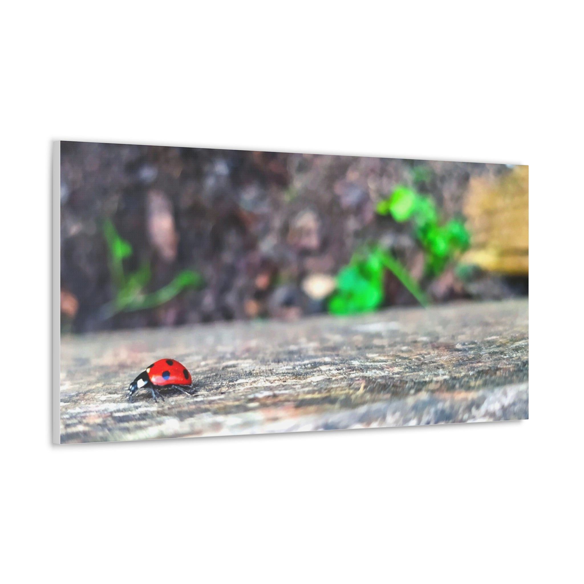 Ladybug on Weathered Wood Canvas Wall Art — Nature Macro Photography Print