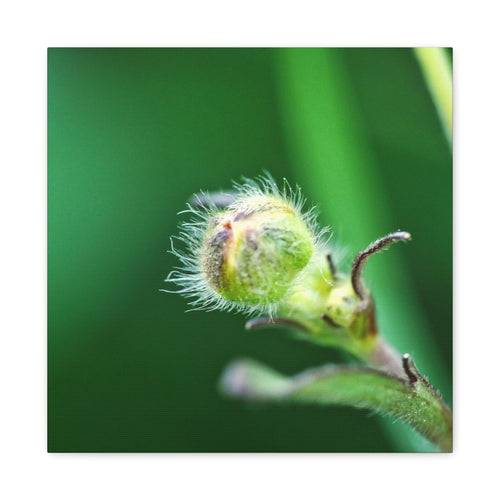Botanical Bud Canvas