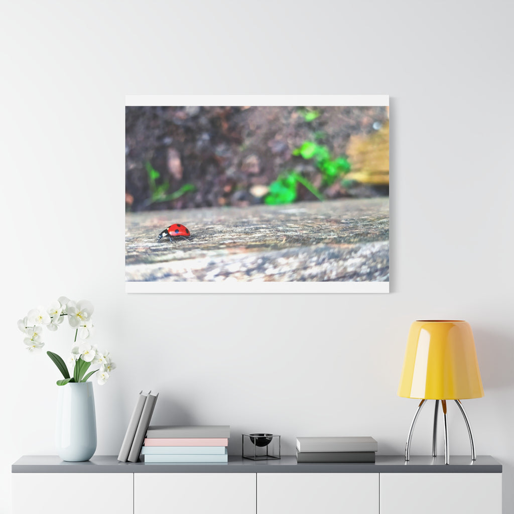 Ladybug on Weathered Wood Canvas Wall Art — Nature Macro Photography Print