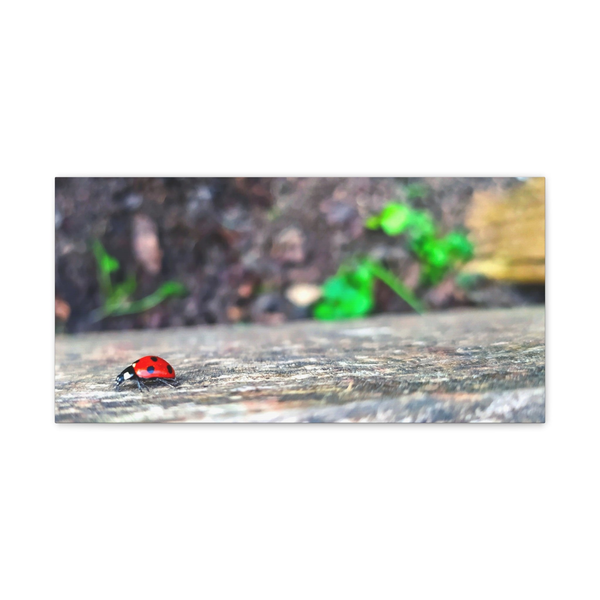 Ladybug on Weathered Wood Canvas Wall Art — Nature Macro Photography Print
