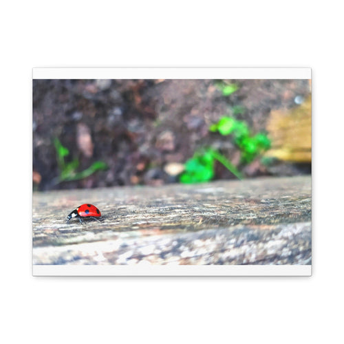 Ladybug on Weathered Wood Canvas Wall Art — Nature Macro Photography Print