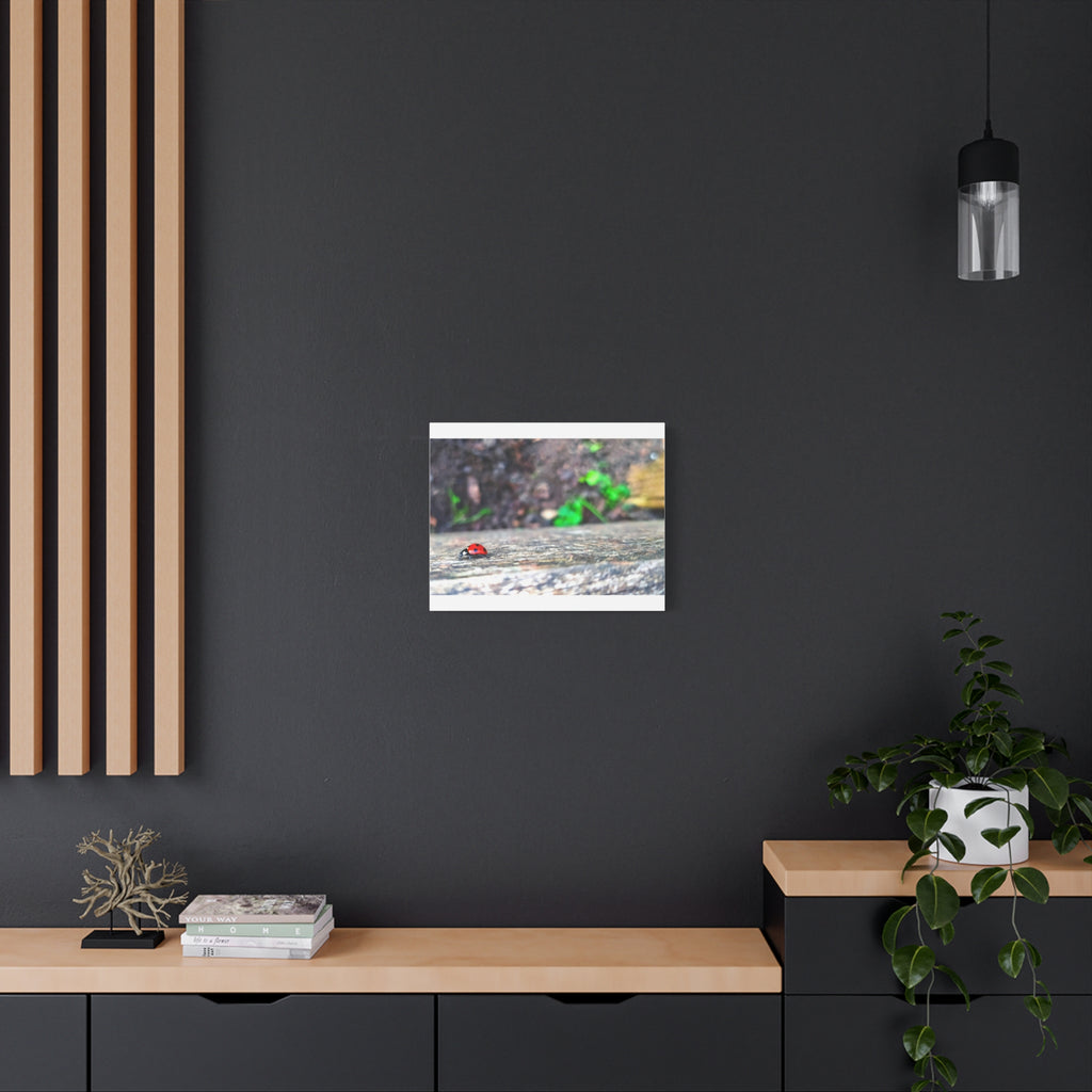 Ladybug on Weathered Wood Canvas Wall Art — Nature Macro Photography Print