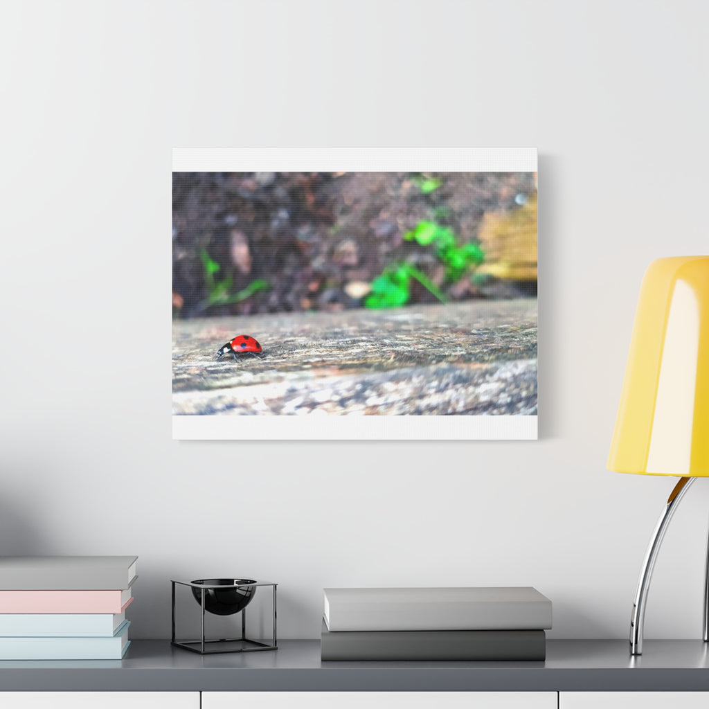 Ladybug on Weathered Wood Canvas Wall Art — Nature Macro Photography Print