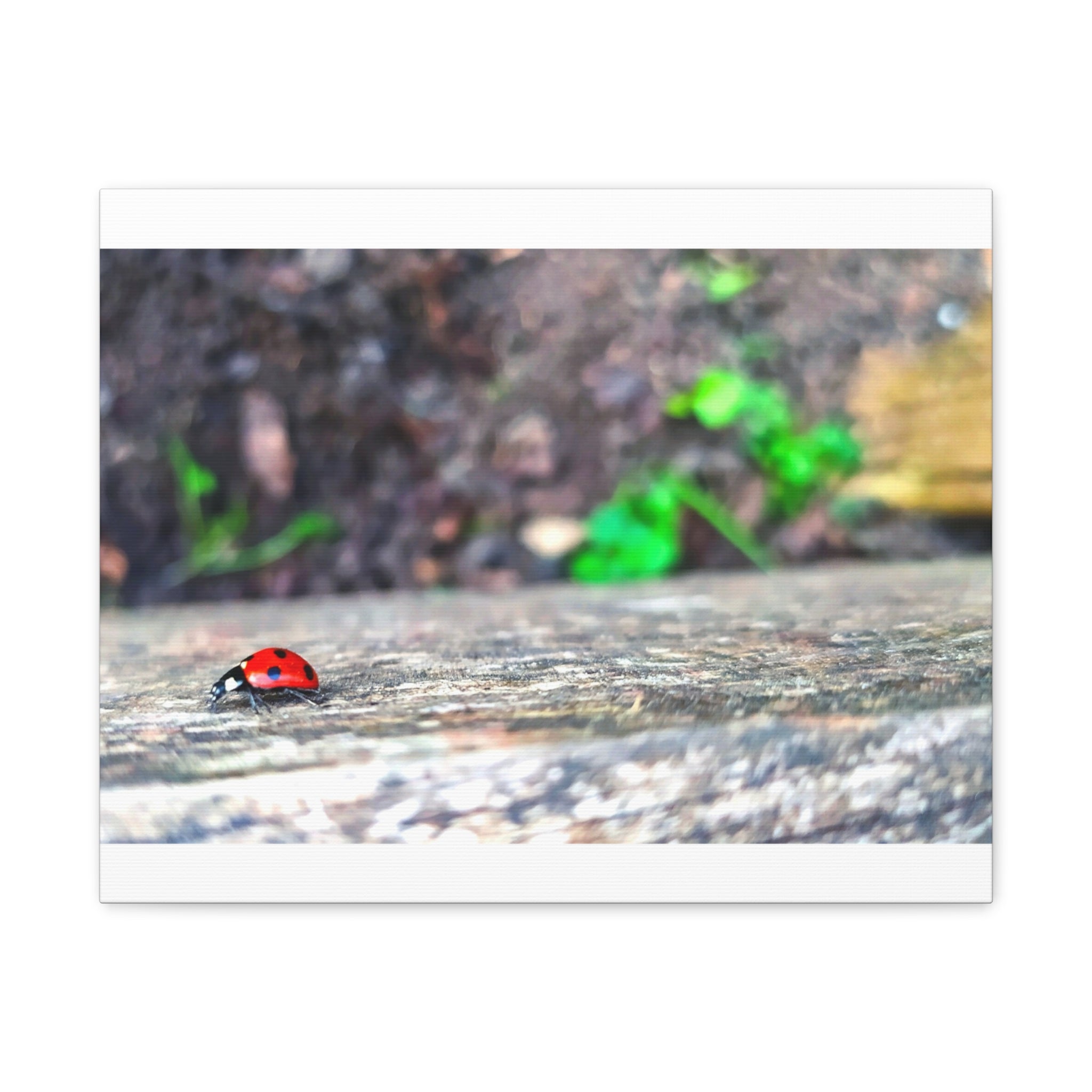 Ladybug on Weathered Wood Canvas Wall Art — Nature Macro Photography Print