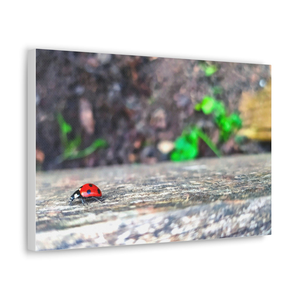 Ladybug on Weathered Wood Canvas Wall Art — Nature Macro Photography Print