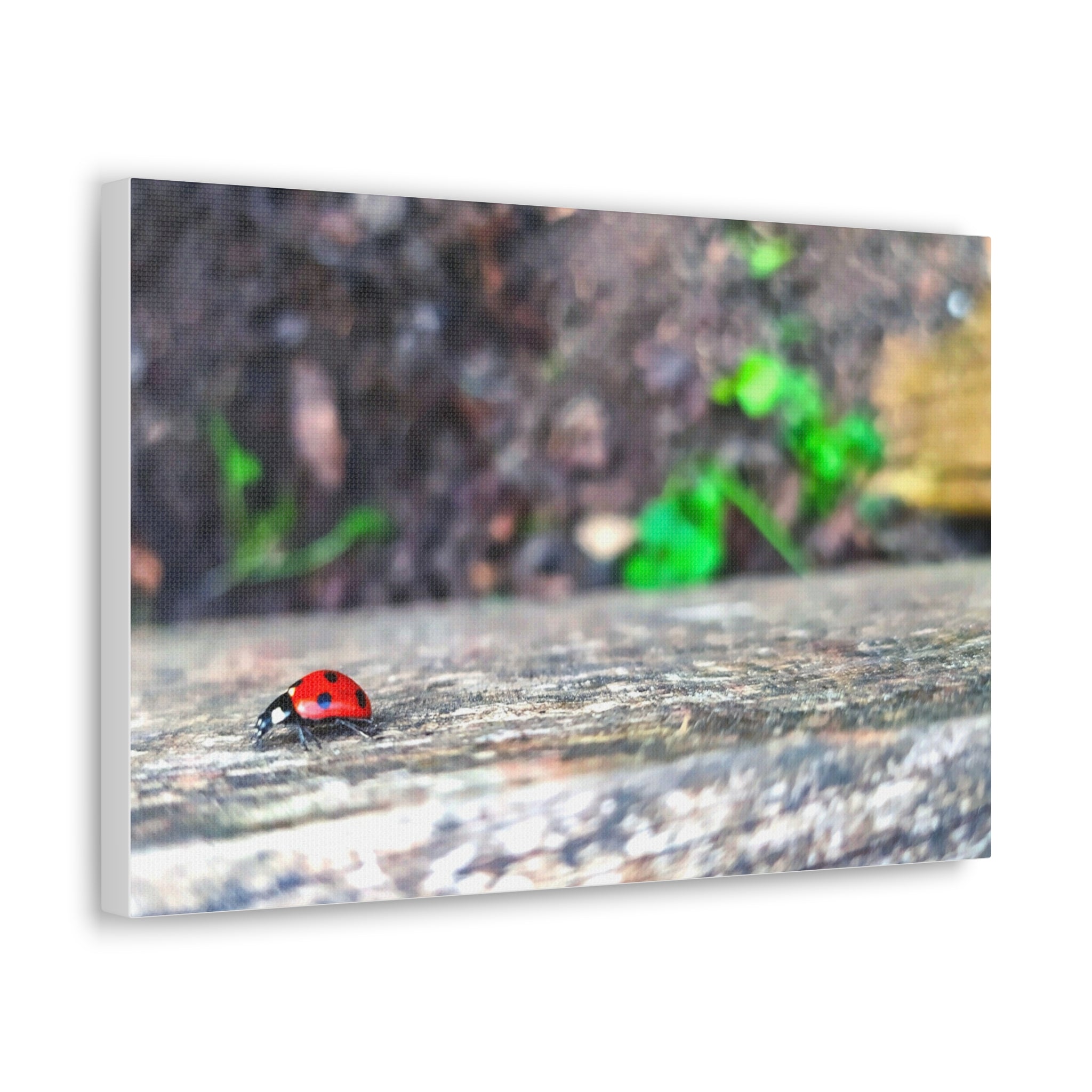 Ladybug on Weathered Wood Canvas Wall Art — Nature Macro Photography Print