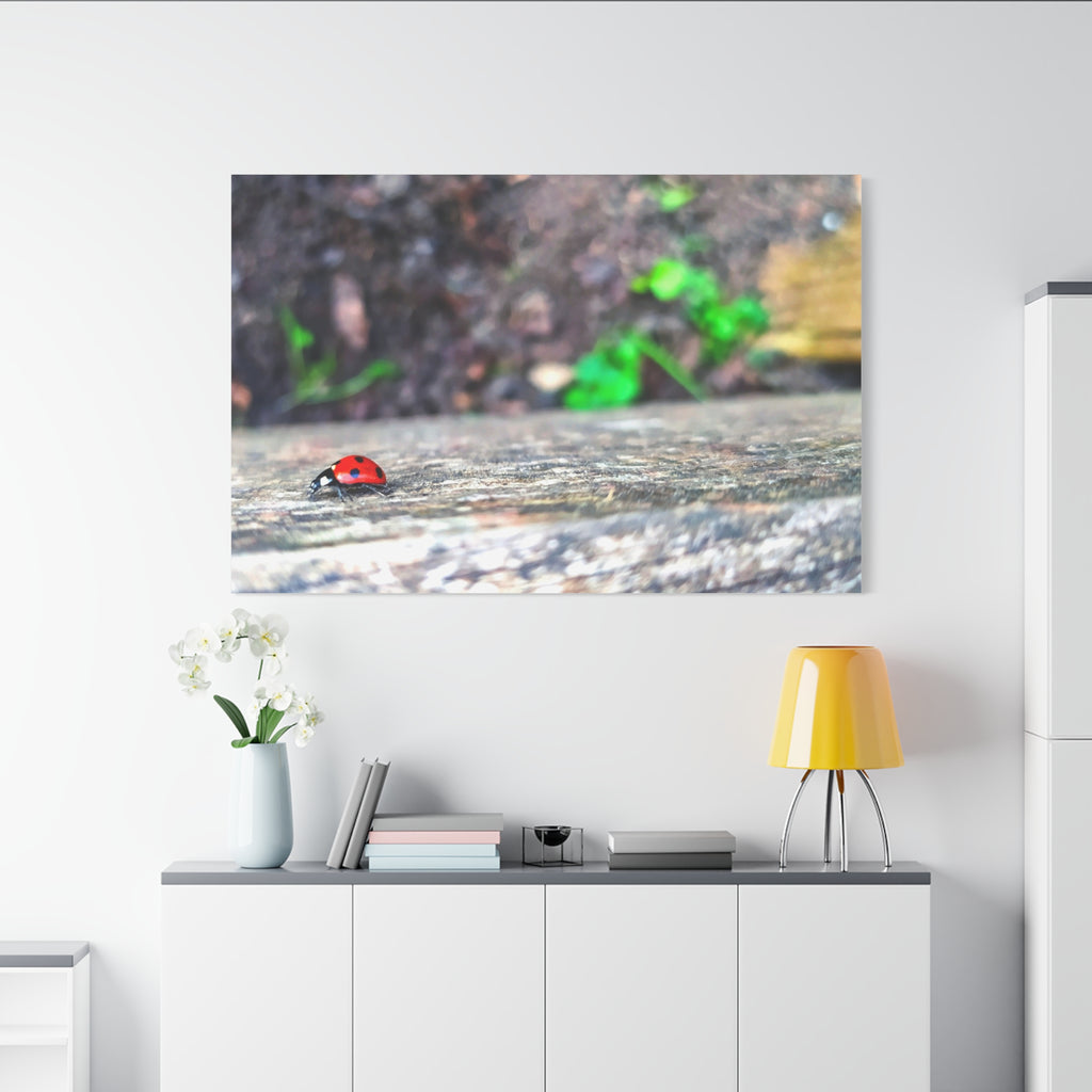 Ladybug on Weathered Wood Canvas Wall Art — Nature Macro Photography Print