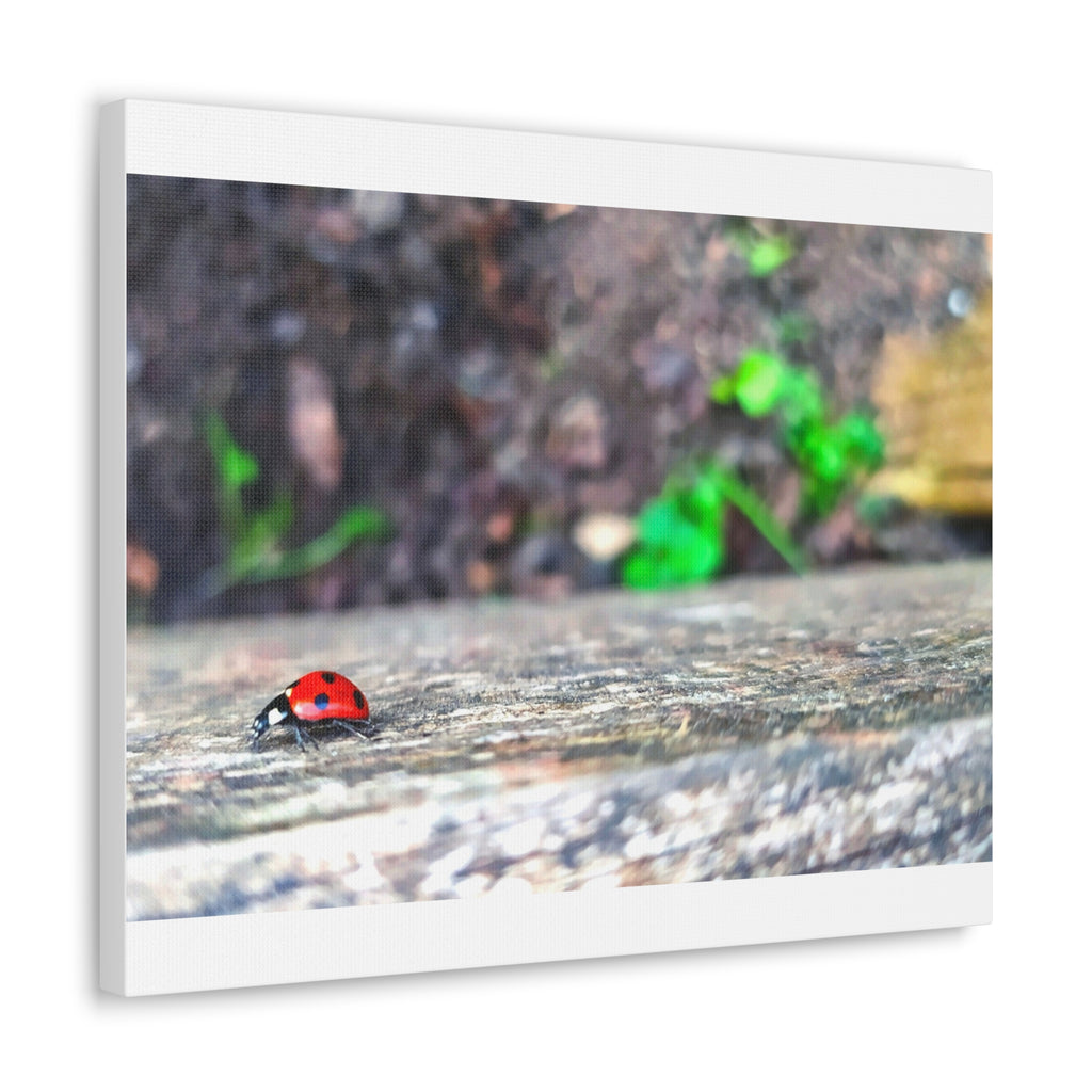 Ladybug on Weathered Wood Canvas Wall Art — Nature Macro Photography Print