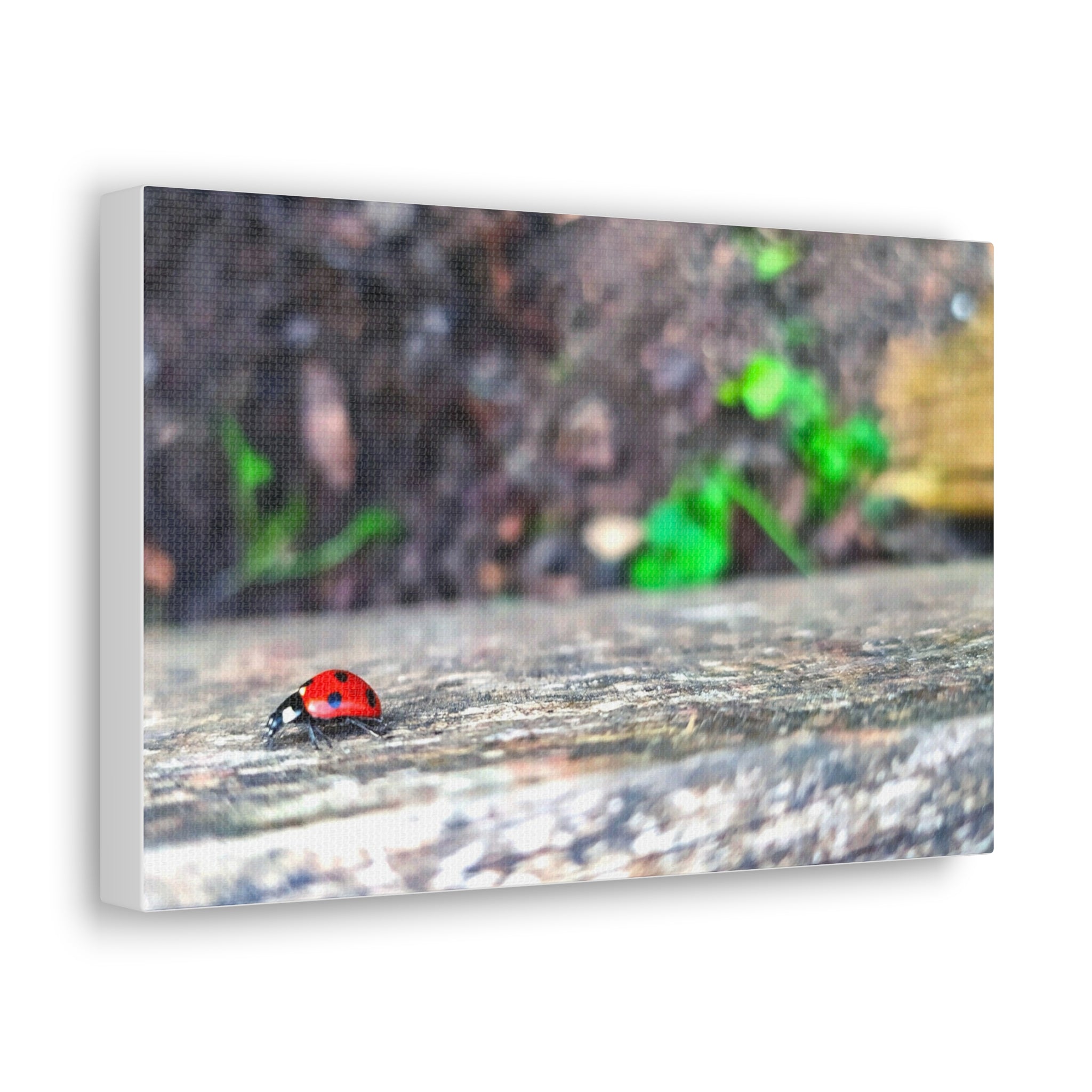 Ladybug on Weathered Wood Canvas Wall Art — Nature Macro Photography Print