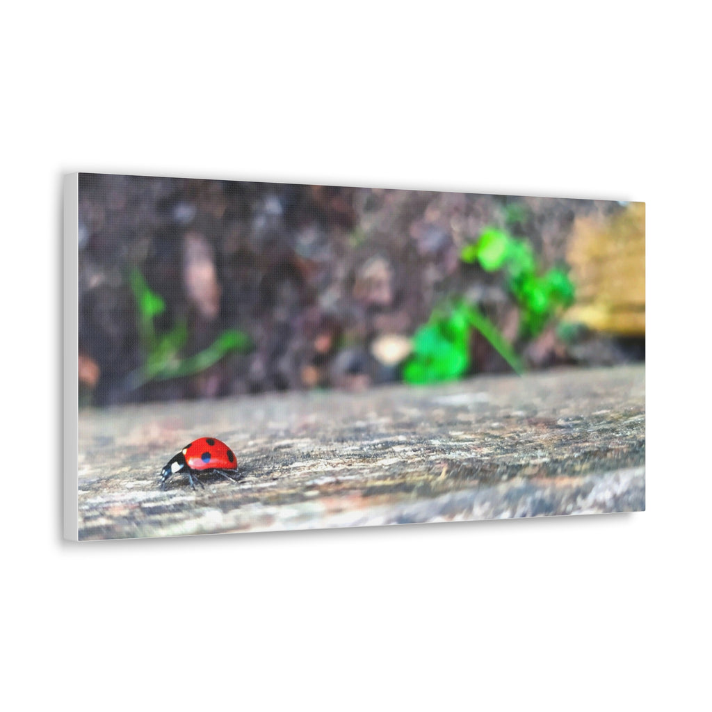Ladybug on Weathered Wood Canvas Wall Art — Nature Macro Photography Print