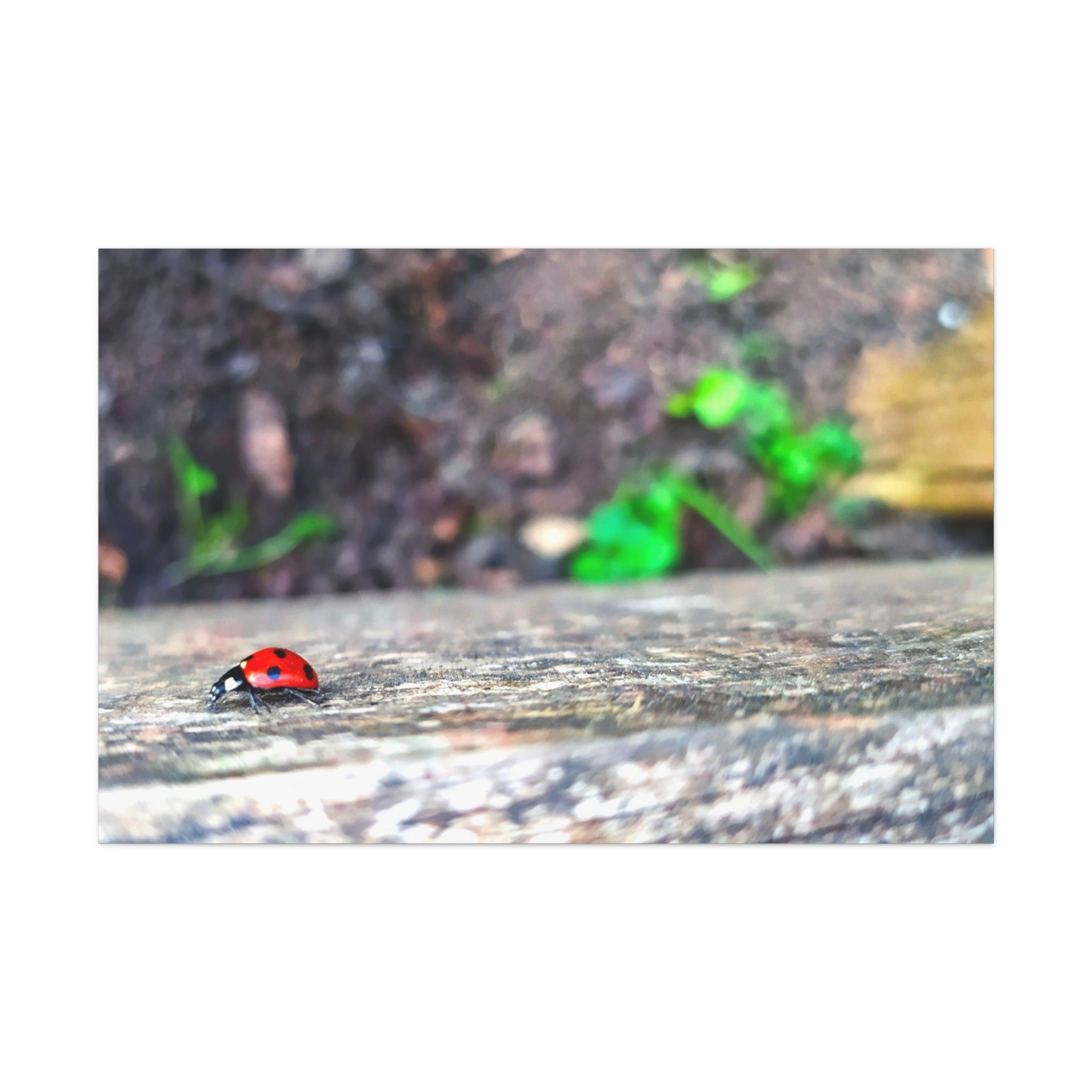Ladybug on Weathered Wood Canvas Wall Art — Nature Macro Photography Print