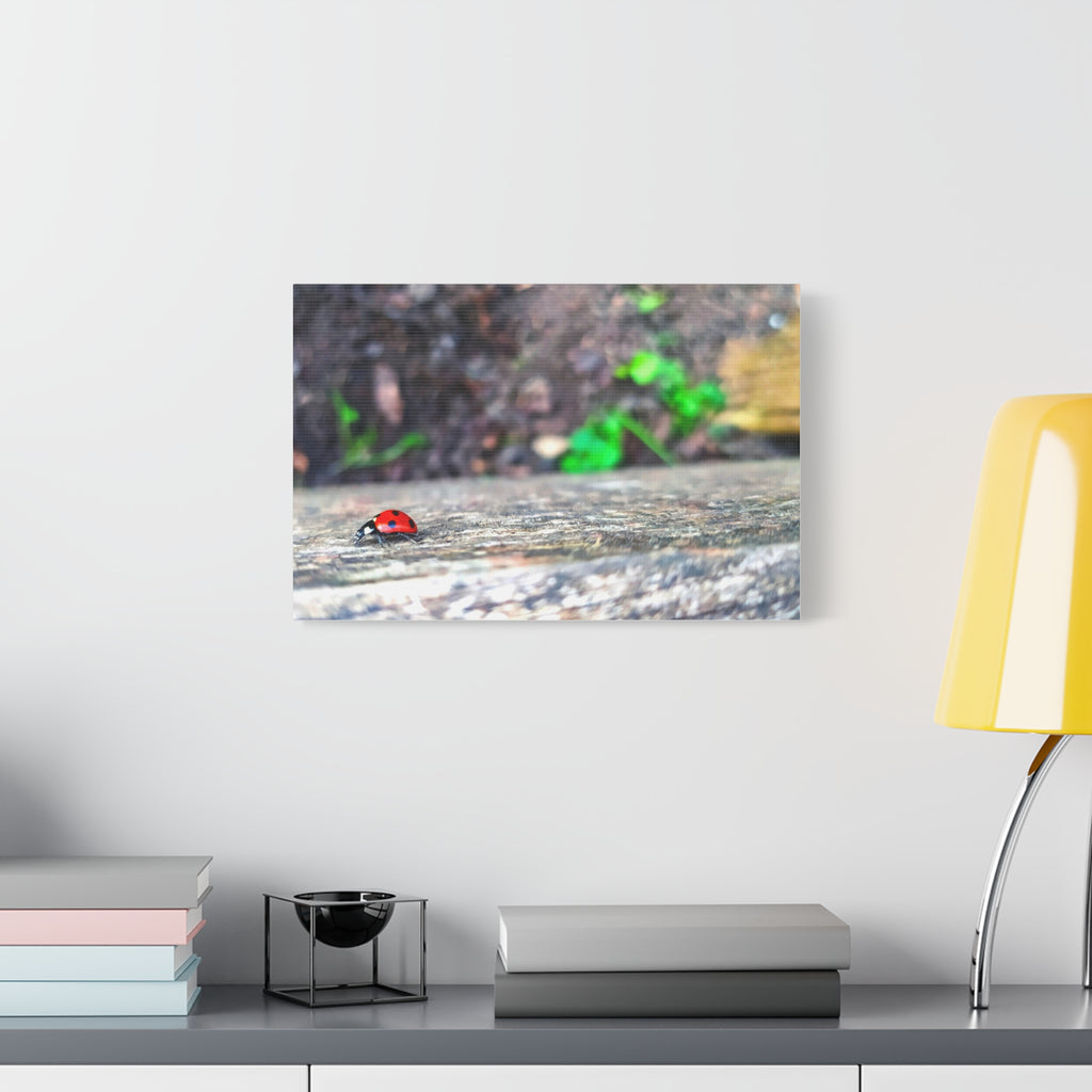 Ladybug on Weathered Wood Canvas Wall Art — Nature Macro Photography Print